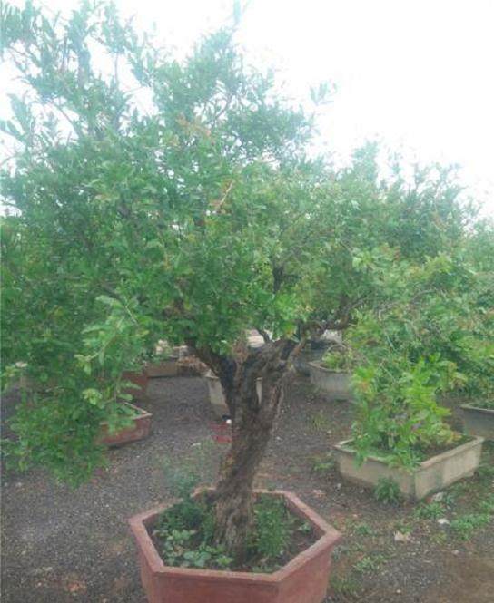 中国盆景展览会由中国风景园林学会举办 四年一届