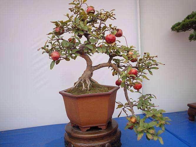 &ldquo;盆景提子&rdquo;正逐渐成为他们经济增收的新亮点