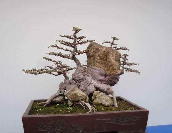 让盆景真正步入学术和艺术殿堂