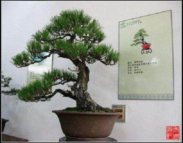 大冶市做出的盆景惟妙惟肖 备受市场青睐