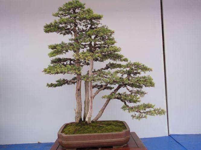 黄宗林将参加中国盆景