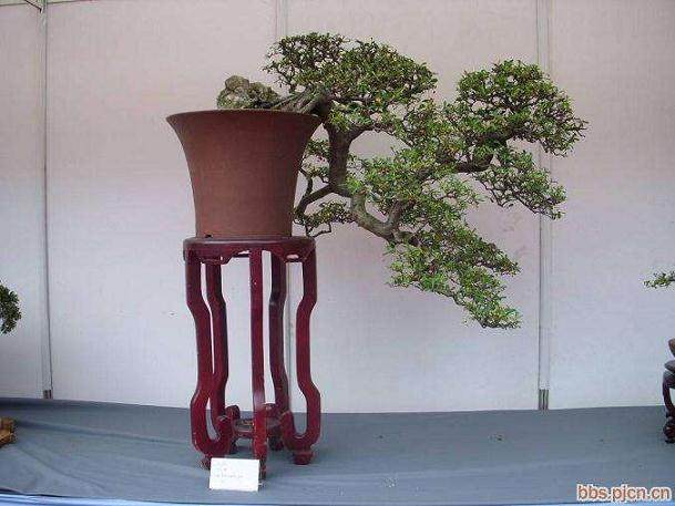 第七届中国盆景评比展览