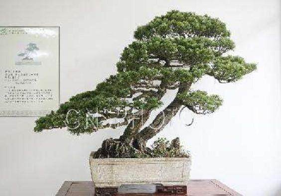 南关洗头屋老板转行卖盆景