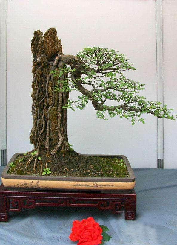 用300多盆盆景造出一座房子