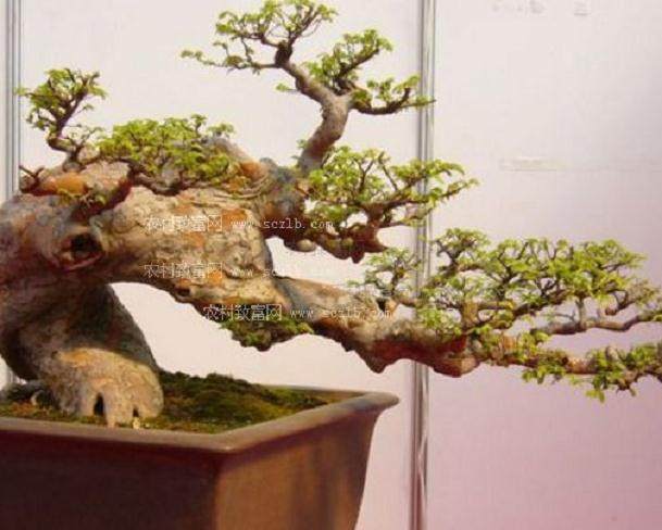 维持期的元代植物盆景