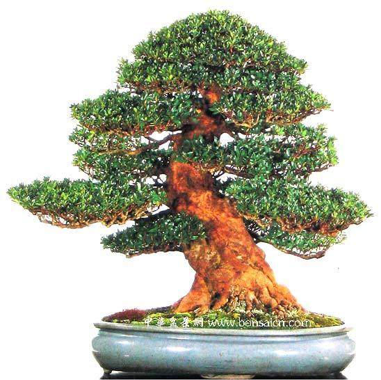 台湾盆景首次登陆龙城