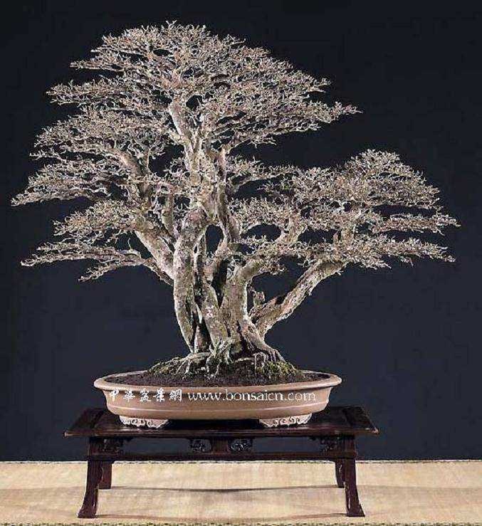 台湾盆景精品参展