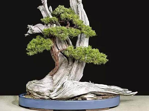 杨贵生的金奖&ldquo;台湾真柏&rdquo;盆景作品