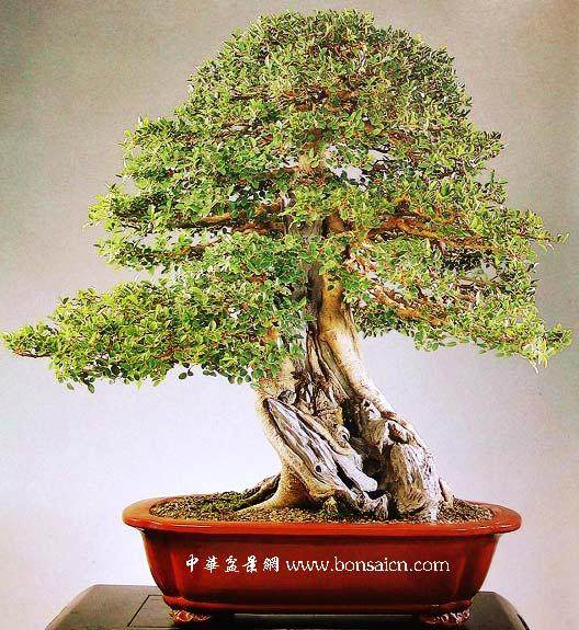 记台湾著名盆景艺术大师---梁悦美