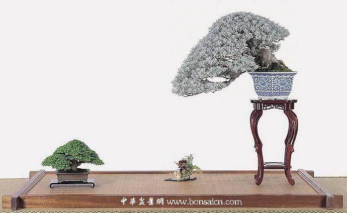 台湾盆景艺术家--陈建良中文自传简述