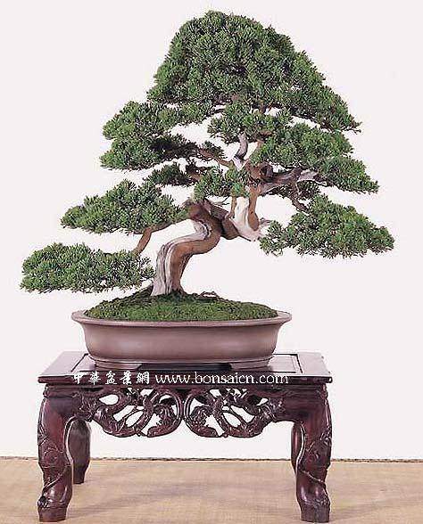 台湾中华盆栽艺术总会新年盆景展