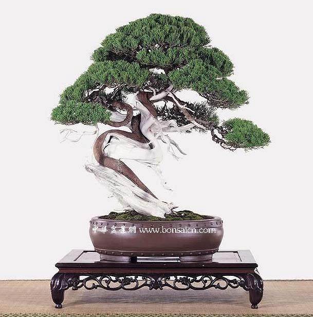 参观大宫盆栽组合园