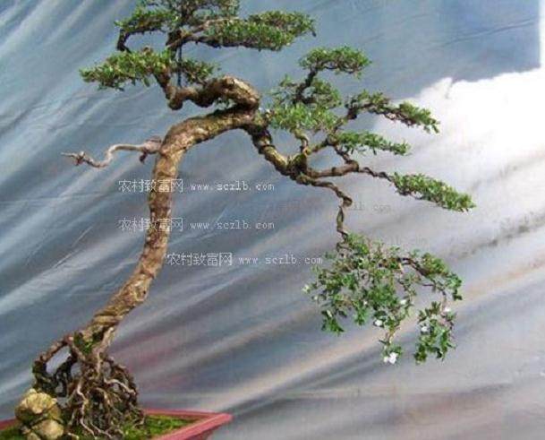 一位盆景经营者的电子商务历程