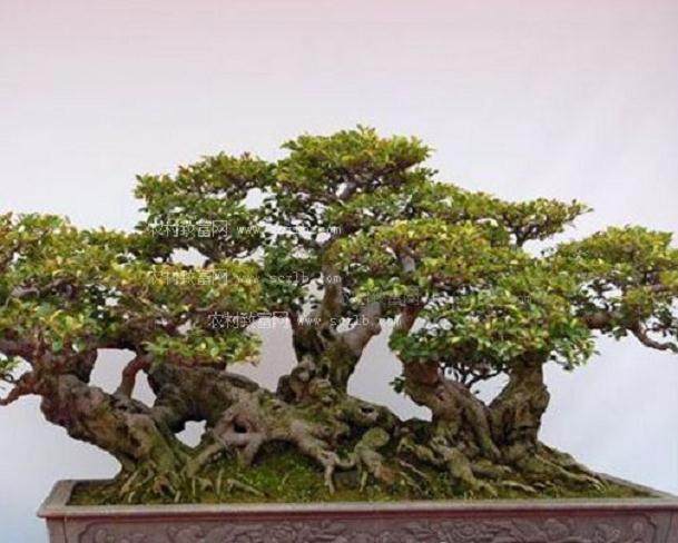 第五届中国盆景评比展览