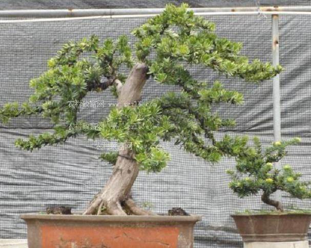 盆景名家-汪菊渊