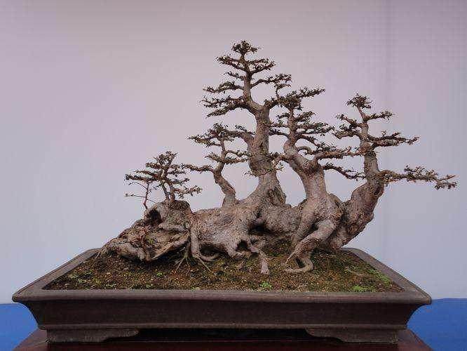 第二届中国盆景评比展览