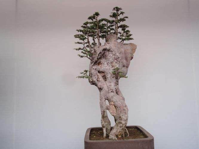 盆景成为奥运会奖品