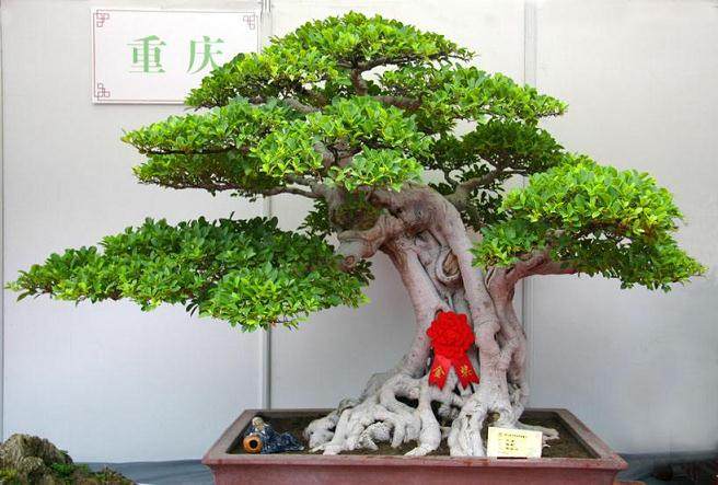 东京盆景大卖场 价格一般在2万至5万日元之间