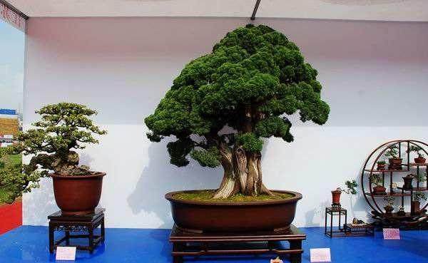 第一届中国盆景评比展览