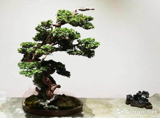 参观木村正彦盆景园