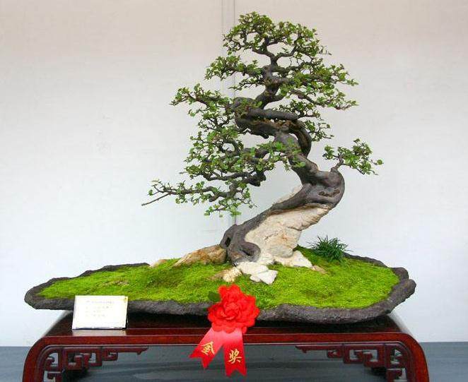 盆景名家-孔泰初