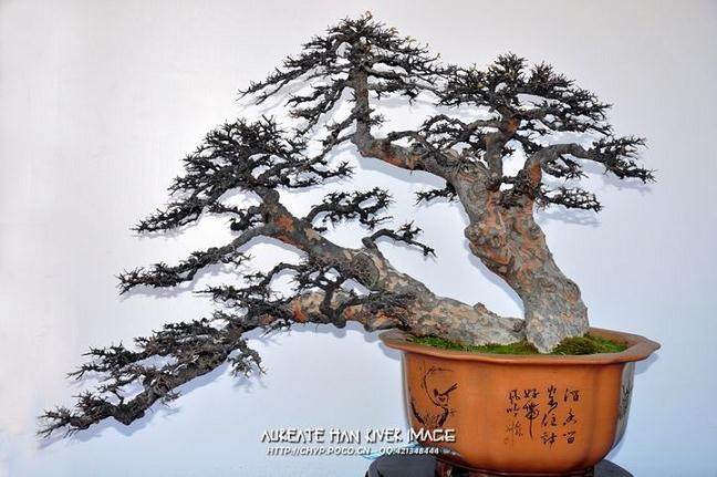 第六届中国盆景评比展览