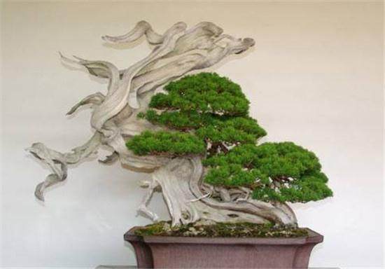 盆景名家-万觐堂