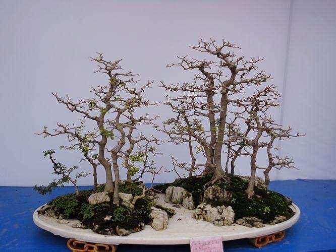 江苏:第六届中国盆景学术研讨会暨精品盆景邀请展开幕