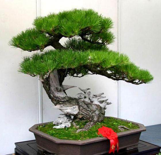 第六届中国盆景评比展览 要与时俱进 进行改革