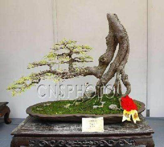 今天是第六届中国盆景学术研讨会顺利召开的日子