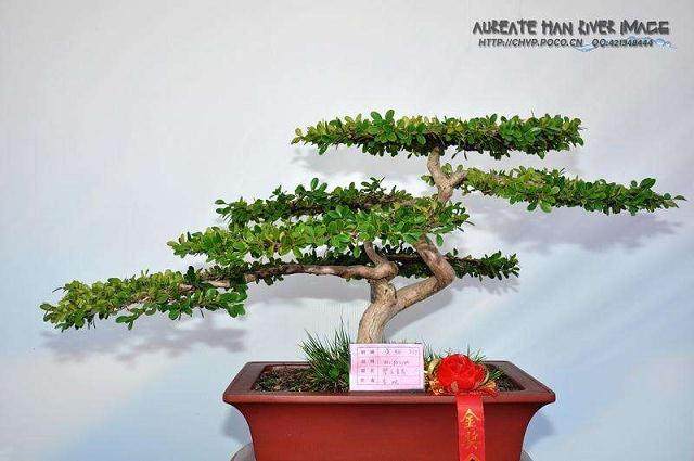 盆景名家-周瘦鹃