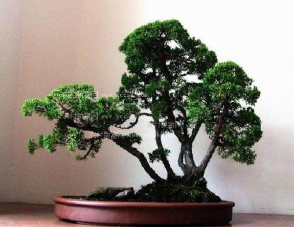 盆景名家-王寿山