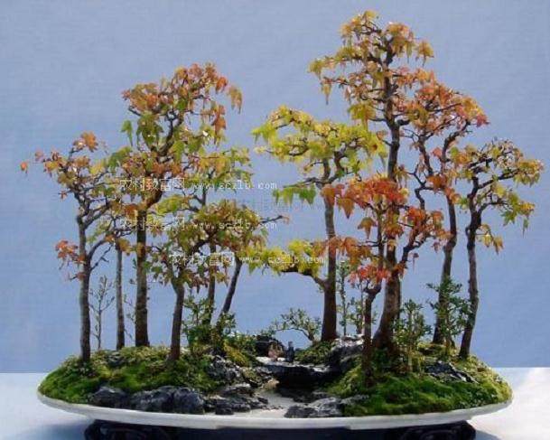 盆景名家-田一卫