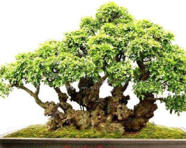 盆景名家-邵海忠