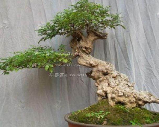 第三届中国盆景评比展览