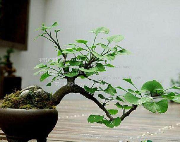 盆景名家-潘仲连