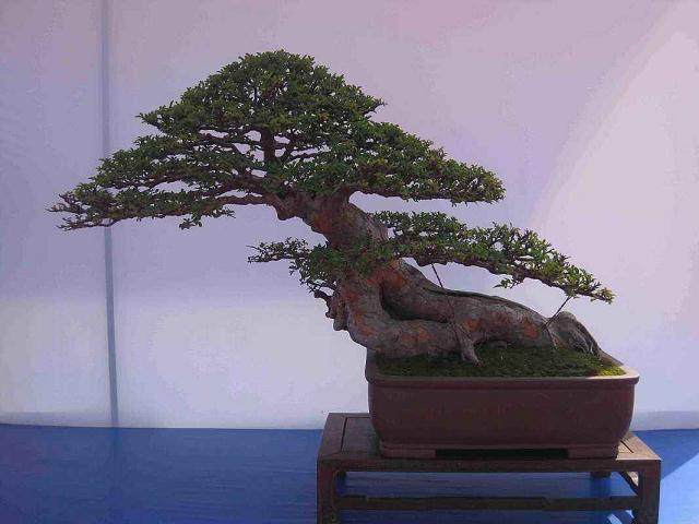 第三届中国盆景学术研讨会