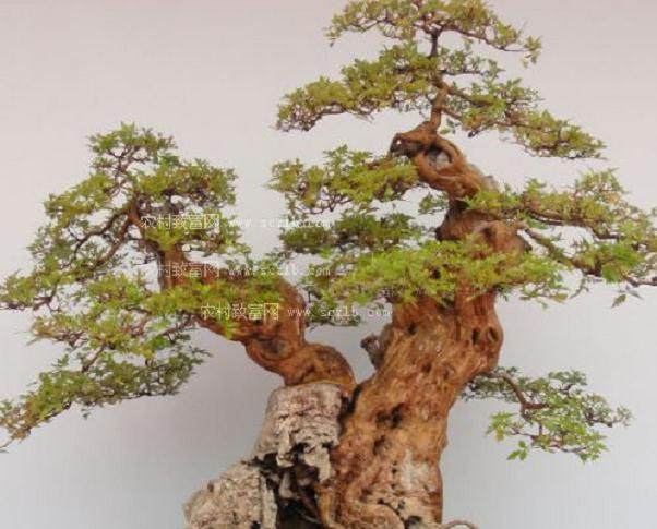 盆景名家-盛定武