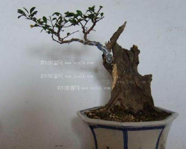 盆景名家-朱永源