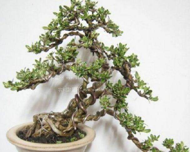 盆景名家-陈思甫