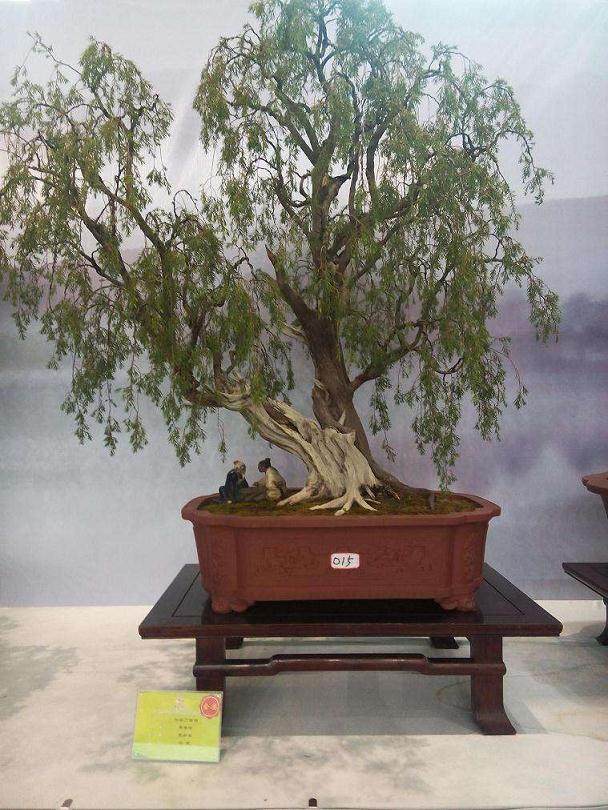 盆景名家-胡荣庆