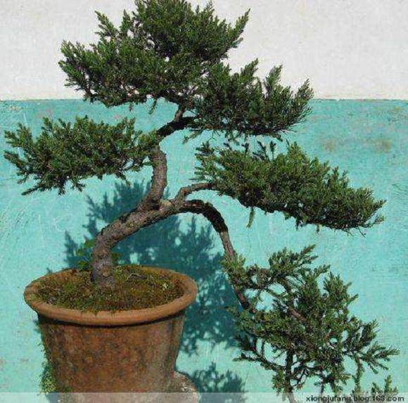 盆景名家-陆志伟