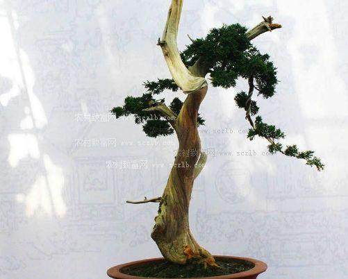 盆景名家-梁玉庆