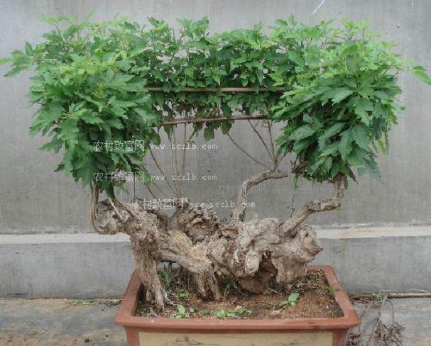 盆景名家-陆学明