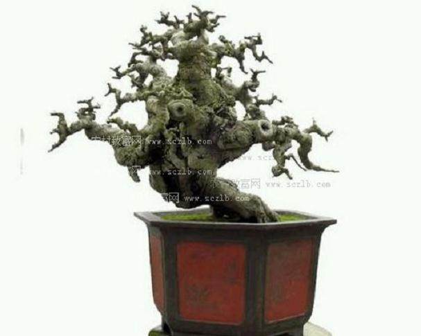 盆景名家-于锡昭