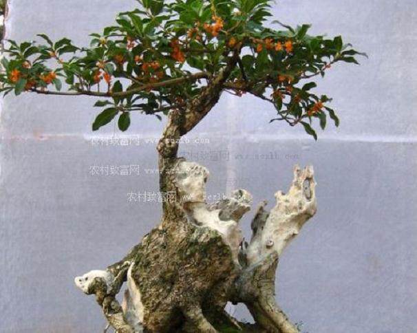 盆景名家-邹秋华