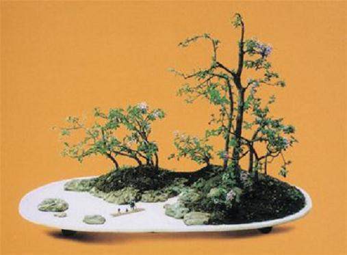 印度盆景竞赛参与者的数量已上升至764人