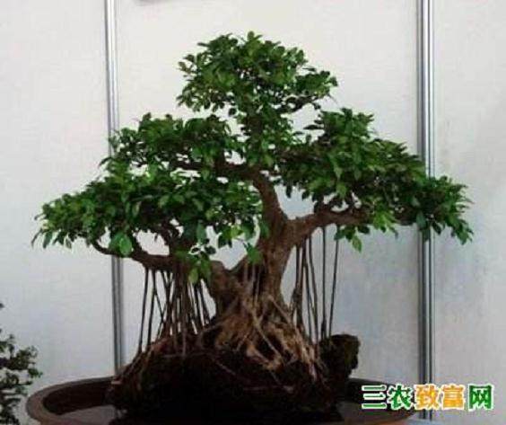 中国园林盆景学会--贾祥云