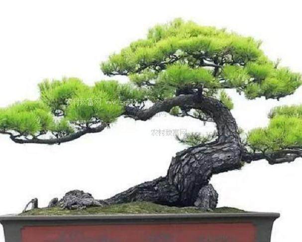 &ldquo;冠世榴园&rdquo;的盆景艺术独具特色