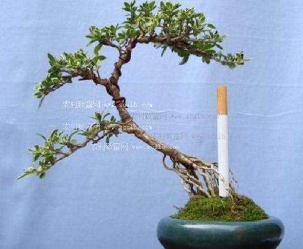 “绿色植物”盆景倍受欢迎!